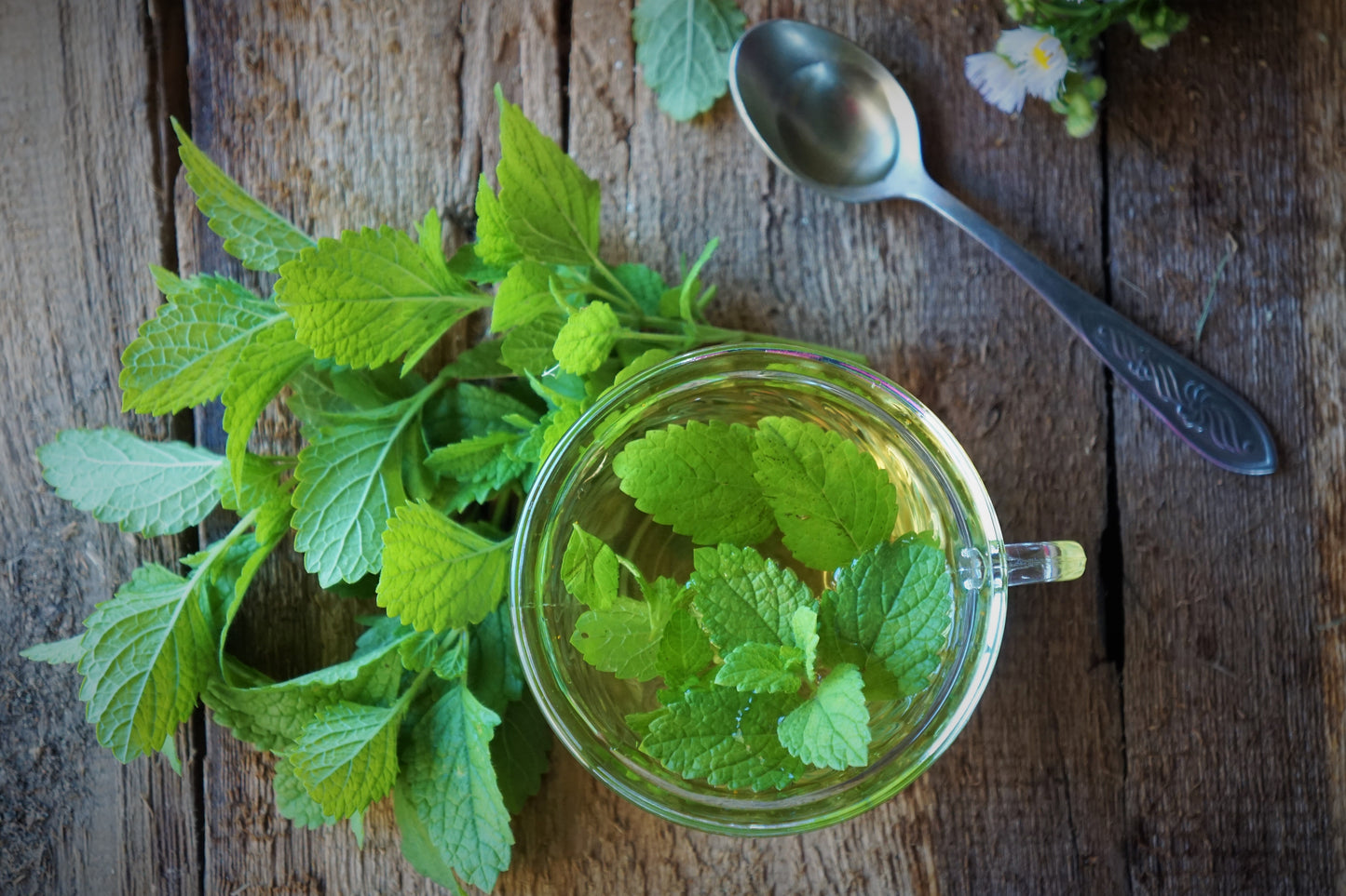 MELIS (Melissa/Lemon Balm)