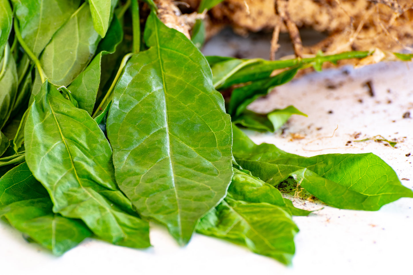 TEAYA! FEY AVE | GUINEA HEN WEED | 0.50 OZ