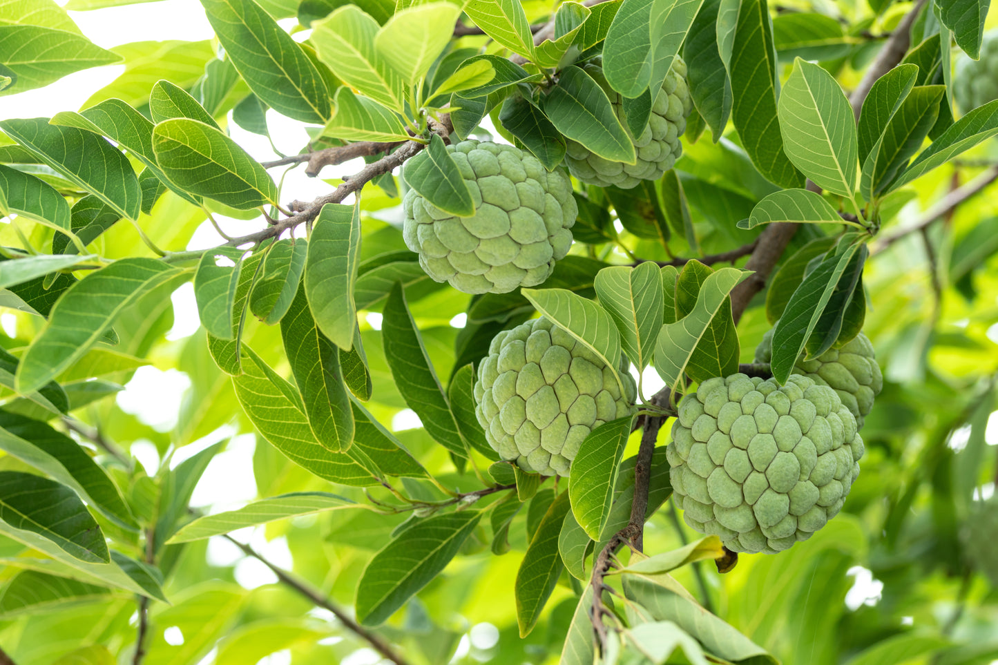 TEAYA! FEY KACHIMAN | SUGAR APPLE LEAVES - 0.40 OZ