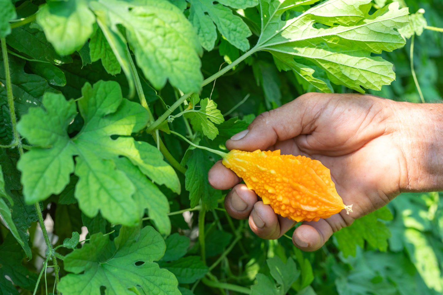 TEAYA! FEY ASOWOSI /CERASEE LEAVES | 0.50 OZ
