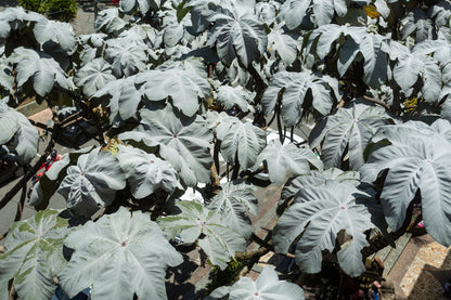 TEAYA! FEY TWONPET  | TRUMPET LEAF | 0.50 OZ