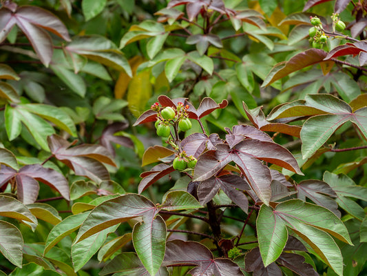 TEAYA! FEY MEDSIYEN BARACHEN